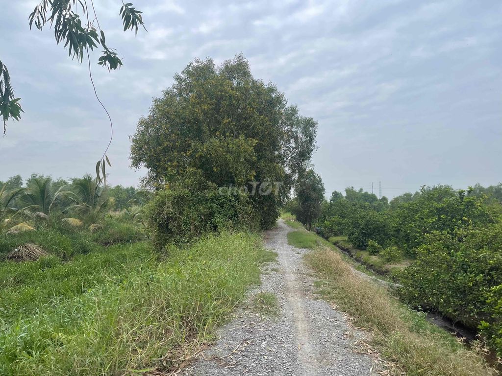 1000m2 đnag trồng chanh và dừa thu hoạch, cách 816 tam 1km đg ô tô. Mua bán đất tại Huyện Bến Lức Long An được đăng bởi Phan Anh Khoa hình 3