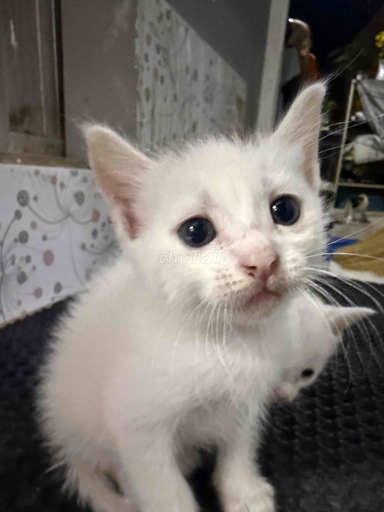Bán mèo anh ald lai giá sinh viên 300k, Quận 8.. Mua bán Mèo tại Quận 8 Tp Hồ Chí Minh được đăng bởi Võ Thị Kim Thy hình 1