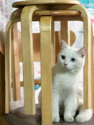 Mèo aln thuần chủng, trắng, đực, 2 màu mắt. Mua bán Mèo tại Quận 11 Tp Hồ Chí Minh được đăng bởi Thái Đức Huy