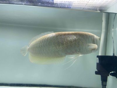 Cá Rồng Ngân abino