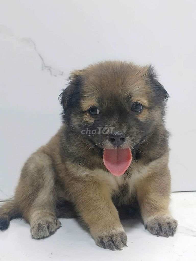 bé phốc sóc nhỏ nhắn chạy sau chân. Mua bán Chó tại Quận 6 Tp Hồ Chí Minh được đăng bởi Tiger  hình 1