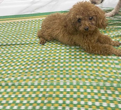 chó cưng. Mua bán Chó tại Huyện Gia Lâm Hà Nội được đăng bởi Trường 