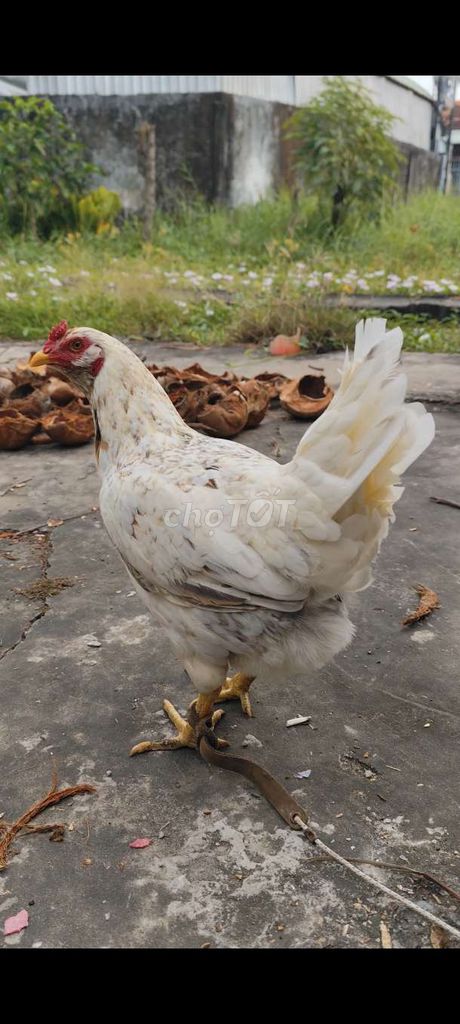 Gà mái Thái Mỹ 2.2kg #25. Mua bán Gà tại Huyện Châu Thành Long An được đăng bởi Phuc Ga My hình 1