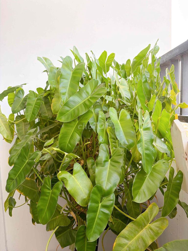 Cây cảnh Trầu bà tỷ phú/Trầu bà xanh lá. Mua bán Cây cảnh, đồ trang trí tại Thành phố Thủ Đức Tp Hồ Chí Minh được đăng bởi Quang Trung Gò Vấp hình 1
