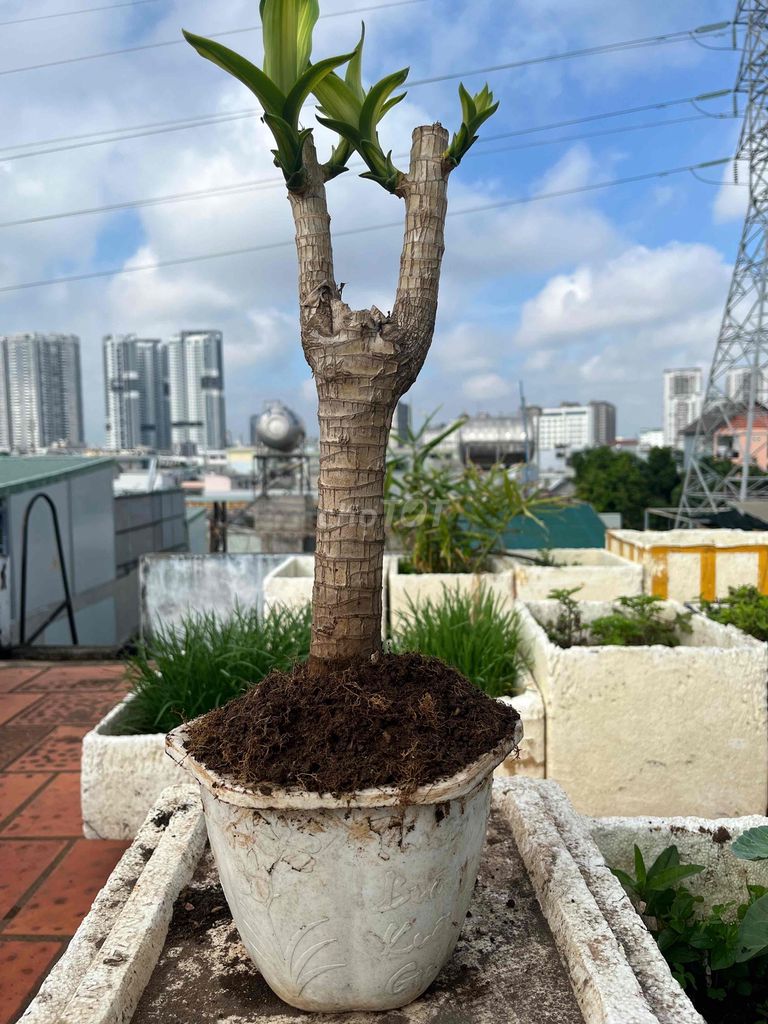 Cây Thiết Mộc Lan( Cây Phát Tài).. Mua bán Cây cảnh, đồ trang trí tại Quận 7 Tp Hồ Chí Minh được đăng bởi Lê Thị Thùy Linh hình 1