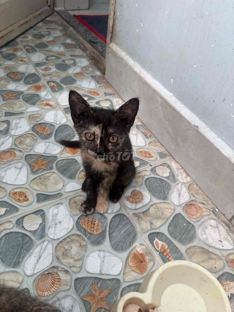 🐱 Tìm nhà mới cho các bé mèo con lai 🏡. Mua bán Mèo tại Huyện Nhà Bè Tp Hồ Chí Minh được đăng bởi  Hồng Trâm hình 1