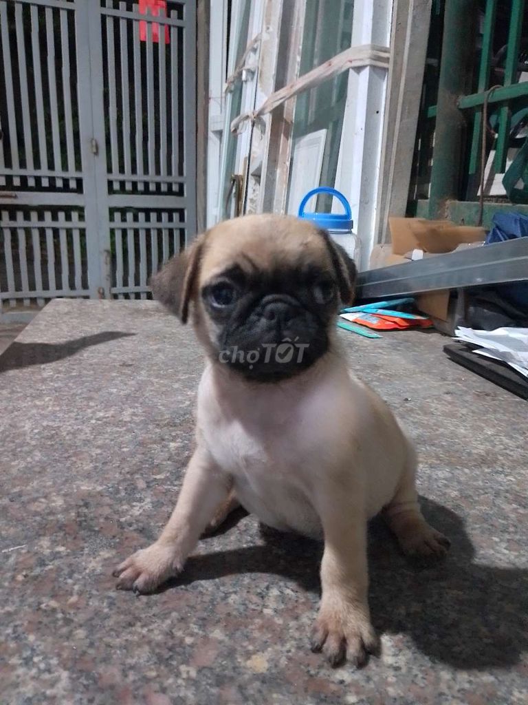 Các bé PUG tìm nhà mới. Mua bán Chó tại Thành phố Biên Hòa Đồng Nai được đăng bởi Trang hình 2