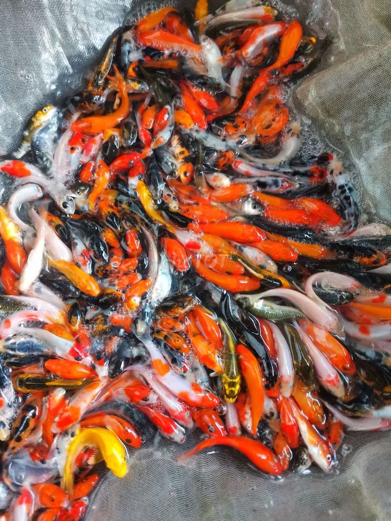 cá koi f1 nhật chỉ 6k 1 con . Mua bán Thú cưng khác tại Thành phố Bạc Liêu Bạc Liêu được đăng bởi nguyễn hão hình 1