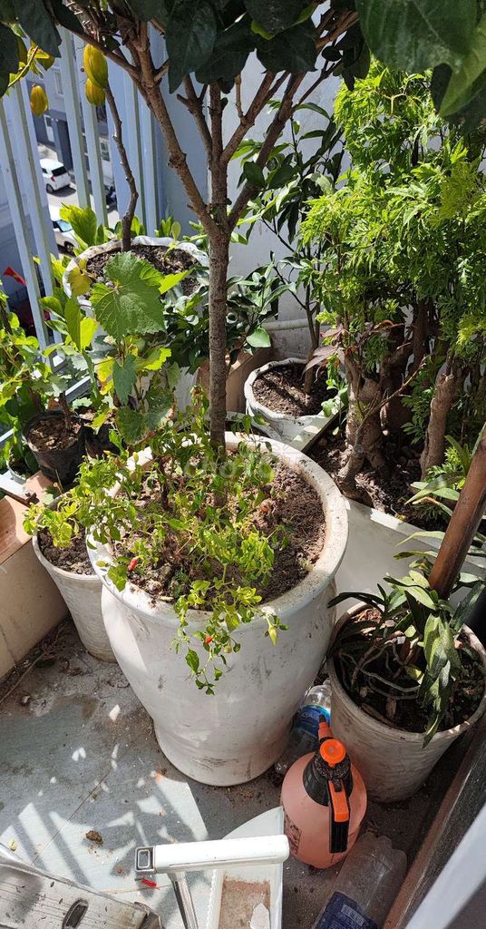 Cây cảnh Bạch thiên hương 80cm. Mua bán Cây cảnh, đồ trang trí tại Quận Sơn Trà Đà Nẵng được đăng bởi Đồng  hình 1