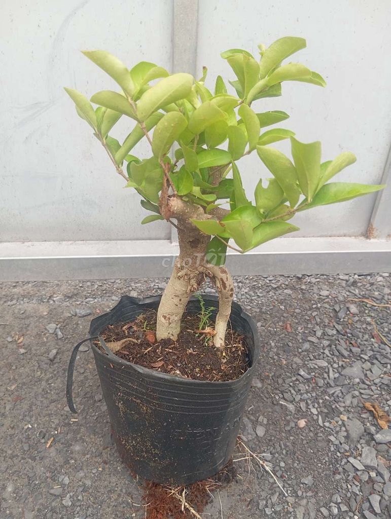 Cây cảnh Sơ ri Thái Già cây dễ trồng. Mua bán Cây cảnh, đồ trang trí tại Huyện Củ Chi Tp Hồ Chí Minh được đăng bởi LT hình 1