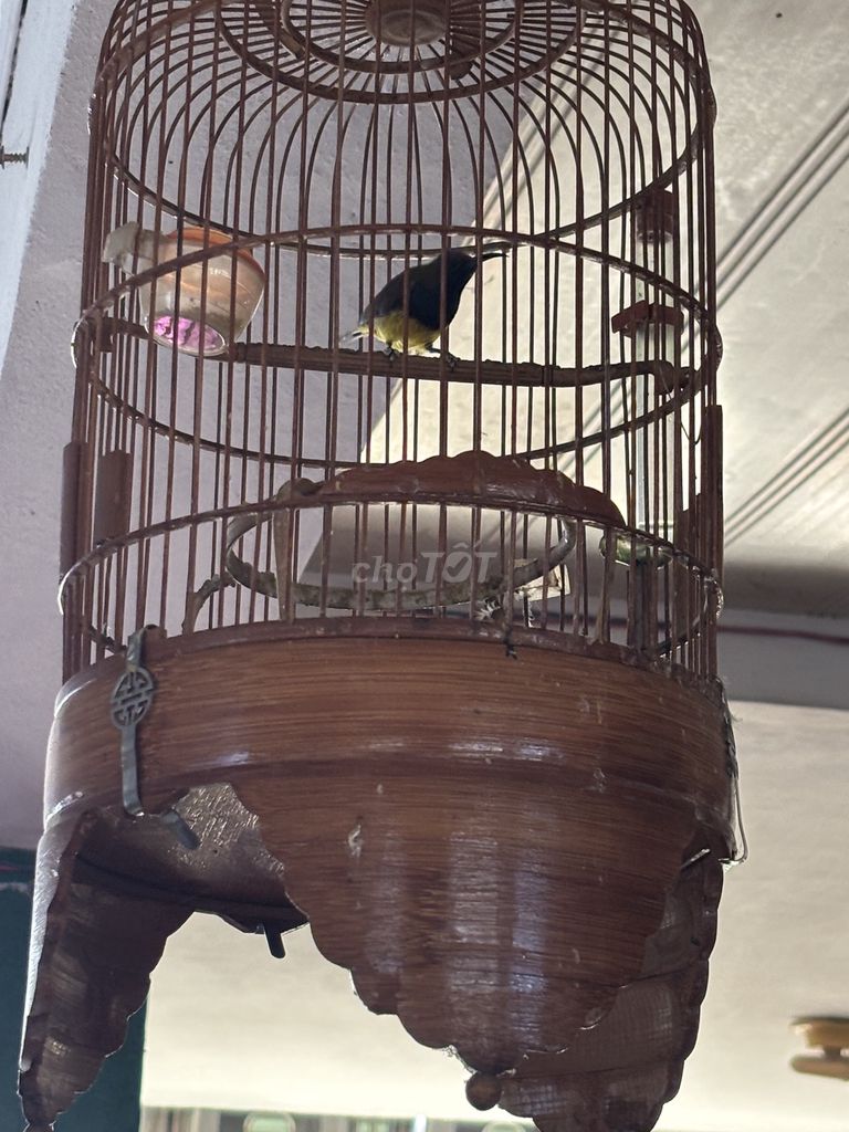 Chim hút mật 5 màu. Mua bán Chim tại Huyện Ninh Hải Ninh Thuận được đăng bởi Khôn hình 1