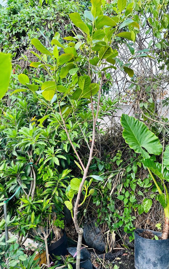 Mít Thái cây khoẻ đang sẵn trái. Mua bán Cây cảnh, đồ trang trí tại Quận Gò Vấp Tp Hồ Chí Minh được đăng bởi Vườn Kiểng Nhà Nị Ny hình 1