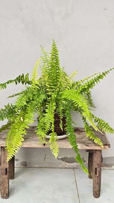 Cây Dương Xỉ Vàng Kokedama - Mộc Uyển Thanh. Mua bán Nội thất, đồ gia dụng khác tại Huyện Lấp Vò Đồng Tháp được đăng bởi Cây Cảnh Mộc Uyển Thanh 