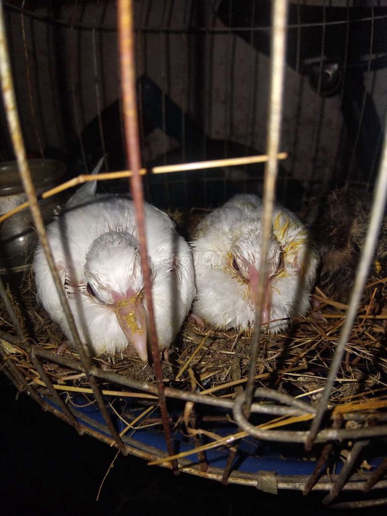 Chim cu pháp non 1 cặp. Mua bán Chim tại Thành phố Dĩ An Bình Dương được đăng bởi Hai Tran hình 1