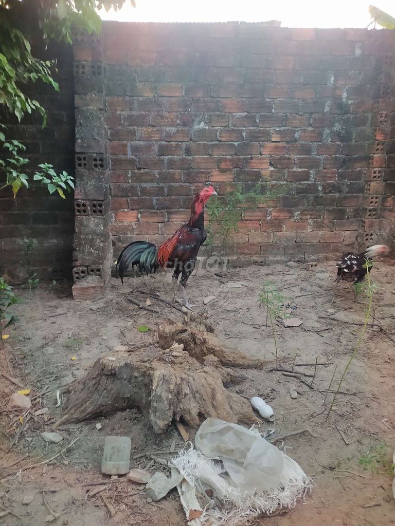 Gà chọi Tía 3.4kg Dòng đá cổ. Mua bán Gà tại Huyện Tây Hòa Phú Yên được đăng bởi hung hình 1