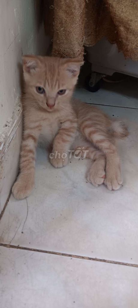 Mèo Anh lai tai cụp Vàng kem. Mua bán Mèo tại Quận Gò Vấp Tp Hồ Chí Minh được đăng bởi quangvu hình 1