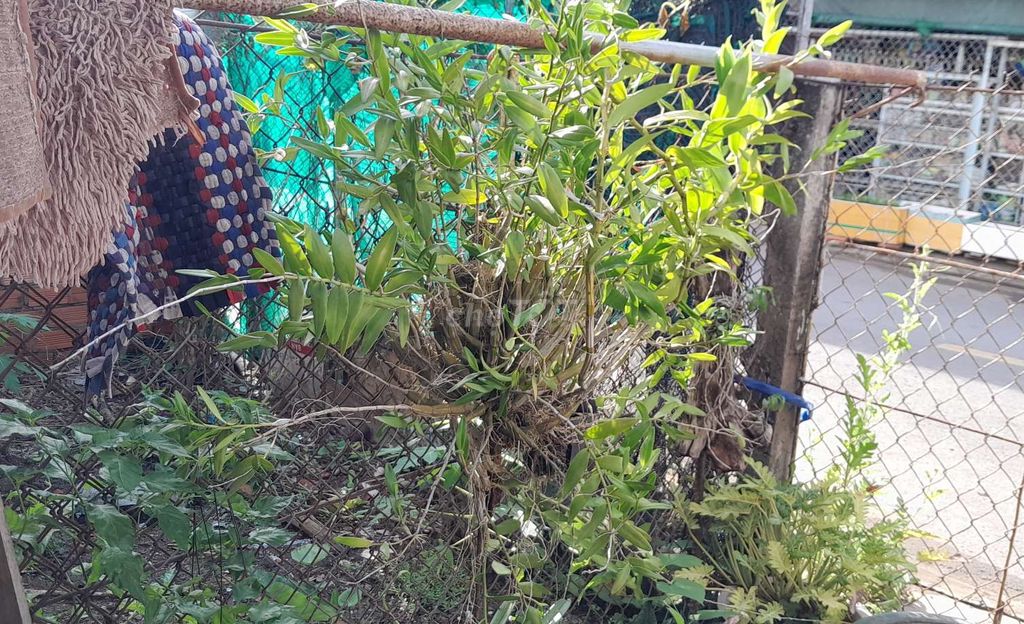 Bụi lan khủng hơn 5kg tặng giả hạc. Mua bán Cây cảnh, đồ trang trí tại Thành phố Bạc Liêu Bạc Liêu được đăng bởi Tùng hình 1