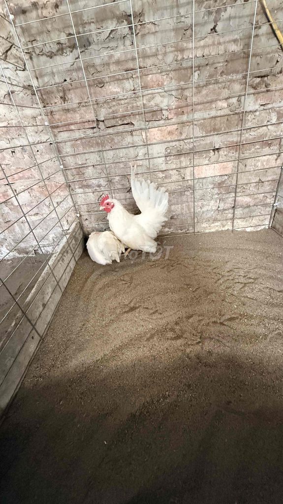 Gà tre Thái Trắng. Mua bán Gà tại Huyện Gia Lâm Hà Nội được đăng bởi trần trungthanh hình 1