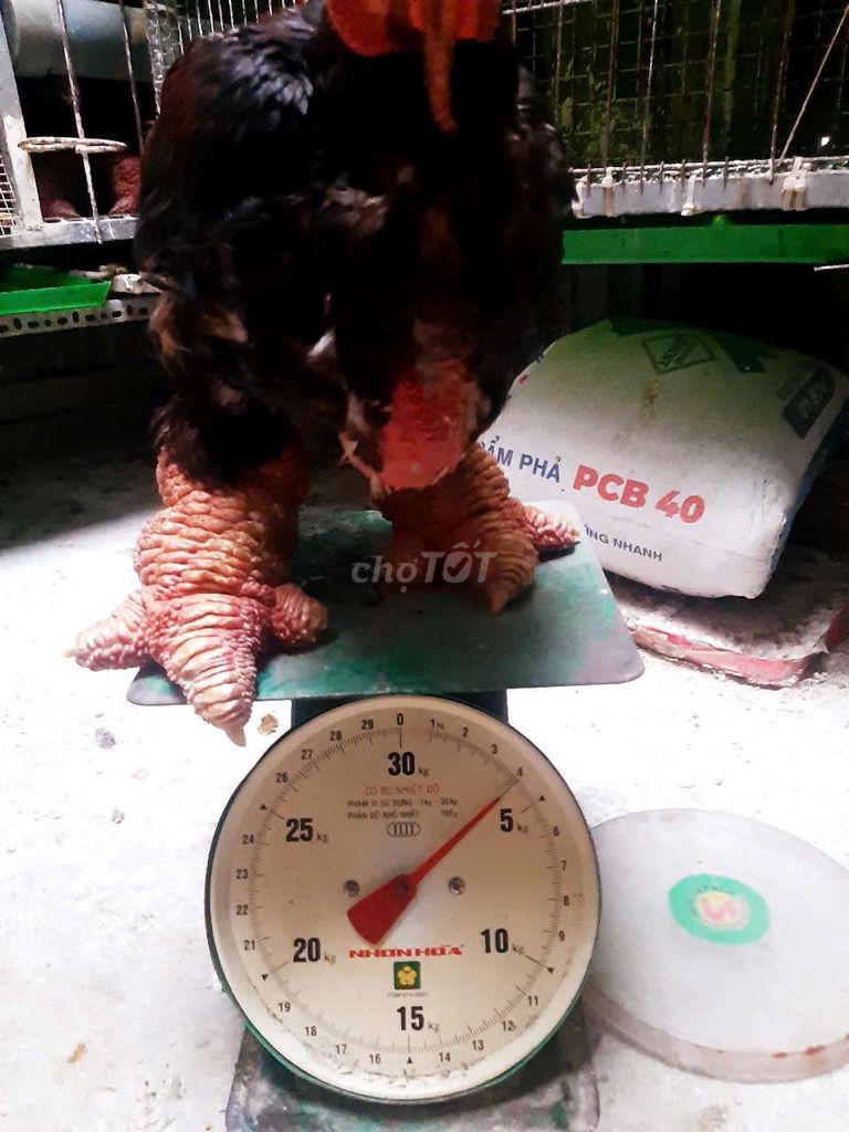 4,1kg chân khủng giá 1.100k ❤️❤️❤️