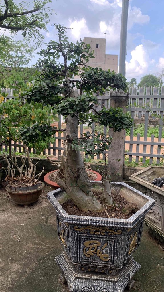 Cây cảnh Bonsai. Mua bán Cây cảnh, đồ trang trí tại Huyện Châu Đức Bà Rịa - Vũng Tàu được đăng bởi nghieu hình 1