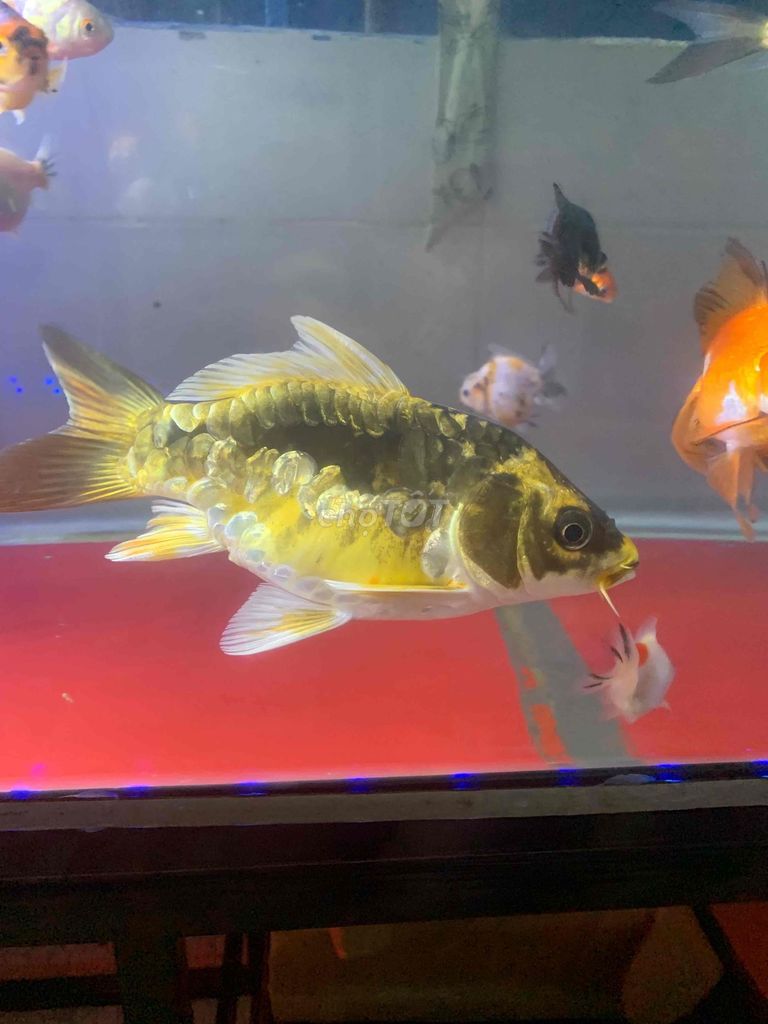 Cá vàng sư tử panda Vàng đen. Mua bán Thú cưng khác tại Thành phố Thủ Đức Tp Hồ Chí Minh được đăng bởi Tuyen Trong hình 1