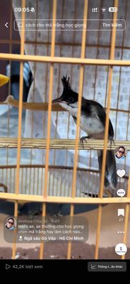Thanh Lý Má trắng indo gen bạch. Mua bán Chim tại Thành phố Thuận An Bình Dương được đăng bởi Nguyễn Hữu Vinh