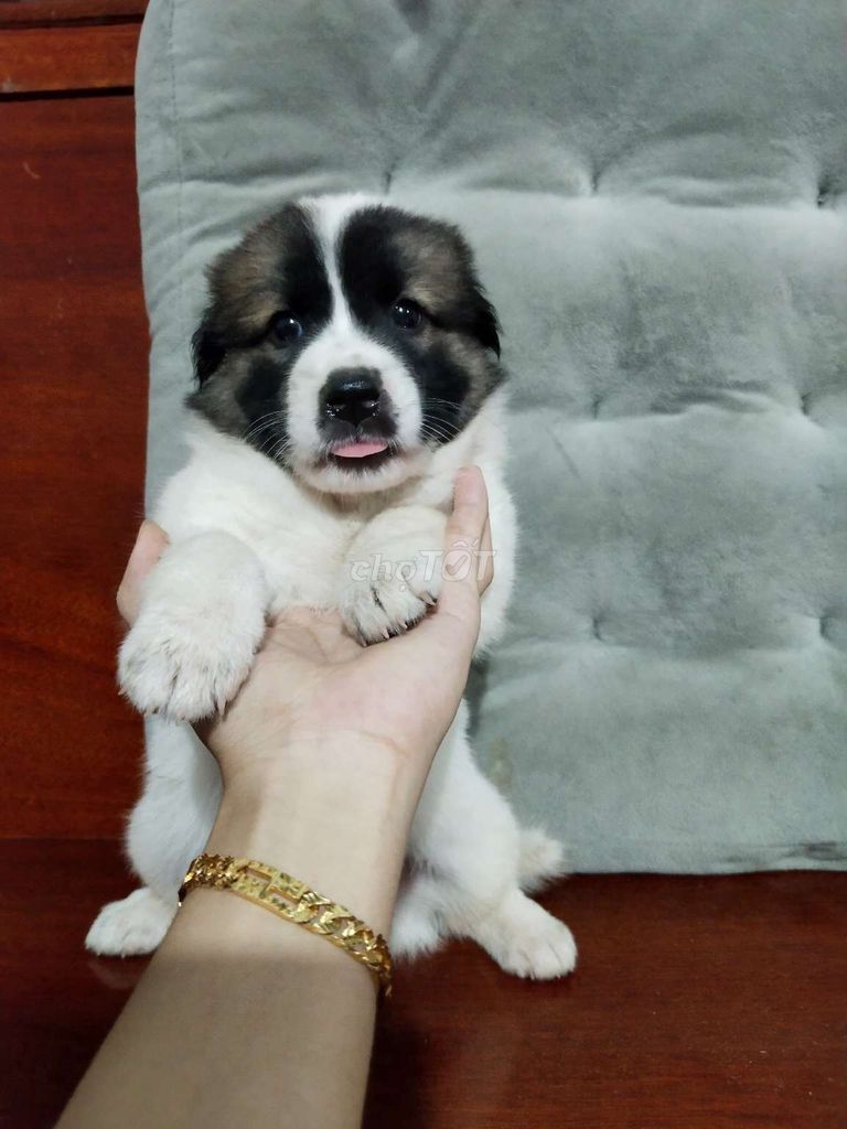 Bé corgi f1 nhỏ nhắn xinh xắn đáng yêu