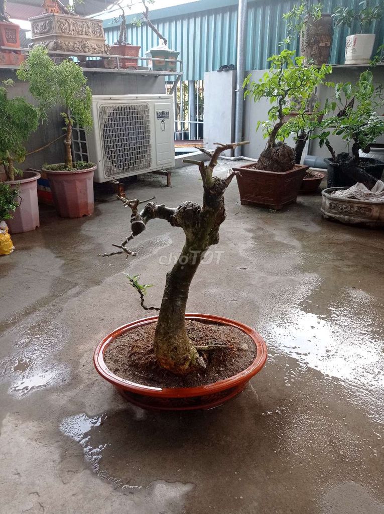 Cây Duối bonsai