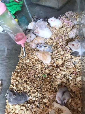 Chuột hamster cảnh ngoan hiền dễ nuôi