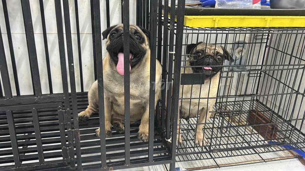 Chó Pug Nâu vàng. Mua bán Chó tại Huyện Đức Hòa Long An được đăng bởi yến  hình 1