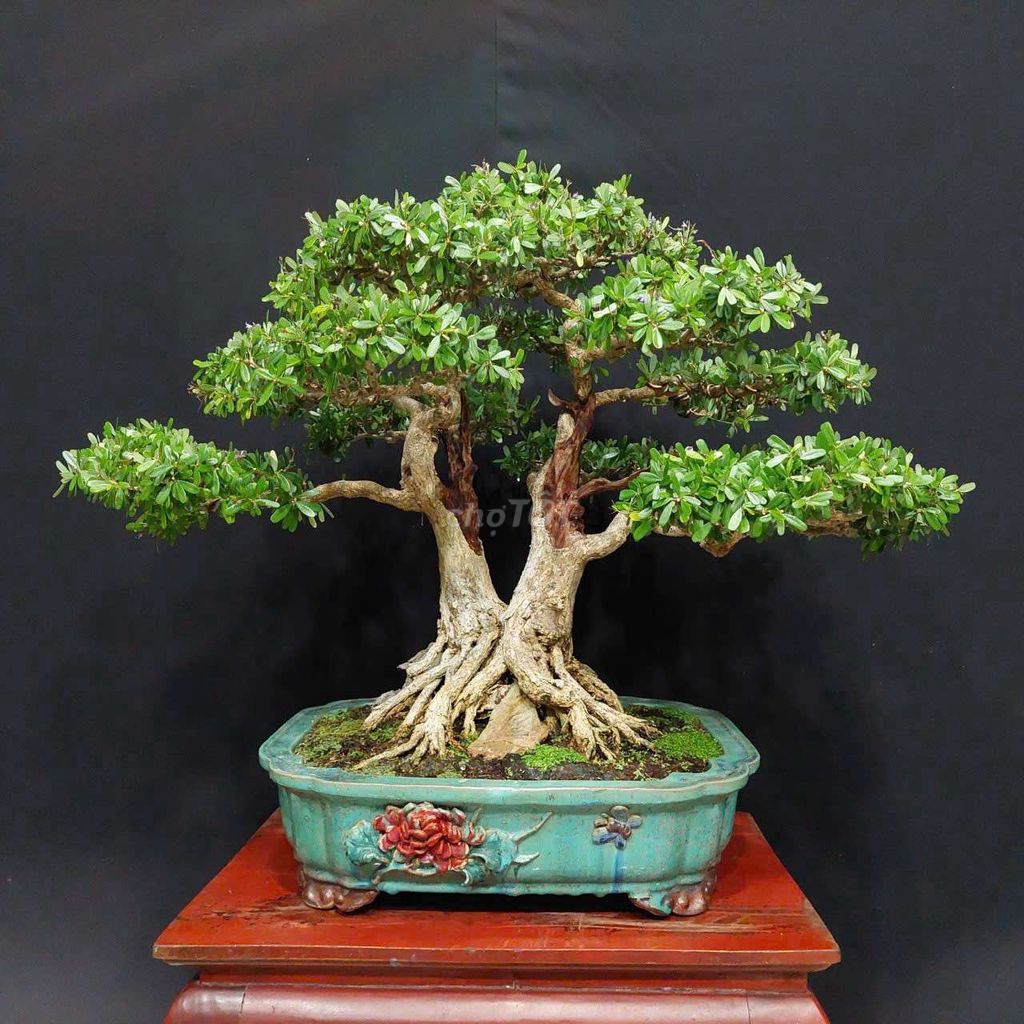 Cây cảnh Linh sam Song thụ 60cm. Mua bán Cây cảnh, đồ trang trí tại Quận Ninh Kiều Cần Thơ được đăng bởi Trần Xuân Dương hình 1