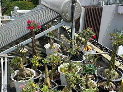 hoa sứ cần bán. Mua bán Cây cảnh, đồ trang trí tại Quận Tân Phú Tp Hồ Chí Minh được đăng bởi nguyen son 