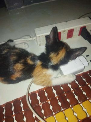 mèo TAM THỂ CÁI 2 THÁNG. Mua bán Mèo tại Huyện Hóc Môn Tp Hồ Chí Minh được đăng bởi Ngọc