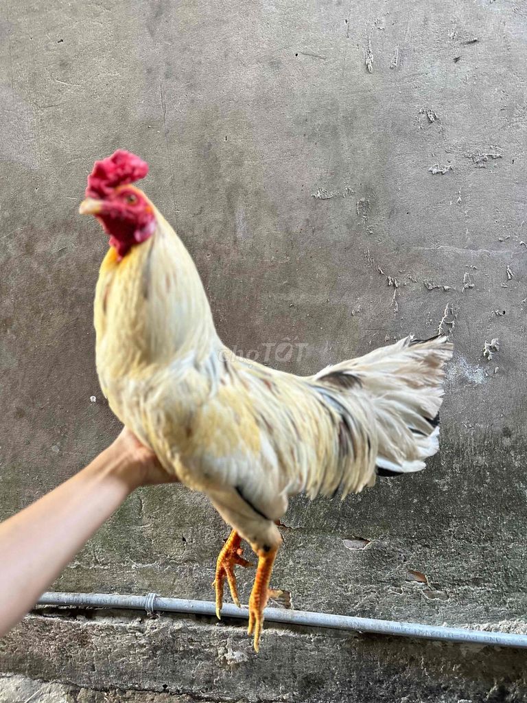 2kg4 m gl. Mua bán Gà tại Quận Cái Răng Cần Thơ được đăng bởi gà tre hình 1