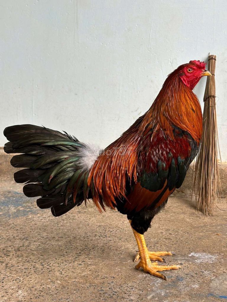 điều 3k2. Mua bán Gà tại Huyện Trảng Bom Đồng Nai được đăng bởi chiến kê hình 1