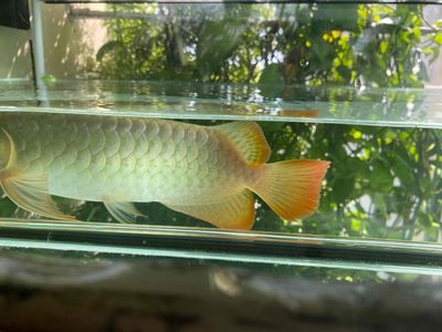 Huyết size 32 cm. Mua bán Thú cưng khác tại Quận Tân Bình Tp Hồ Chí Minh được đăng bởi Cu Tin 34