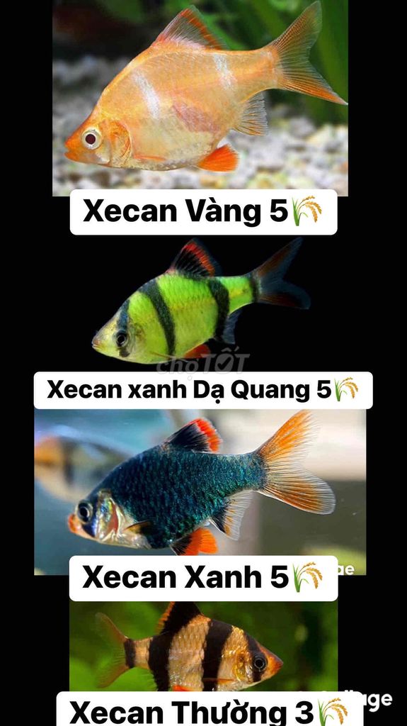 xecan