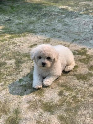 Chó Poodle Trắng Đã tiêm phòng