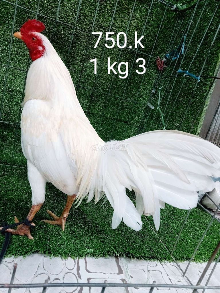 1 kg 3 ae hop lh minh .gà zin