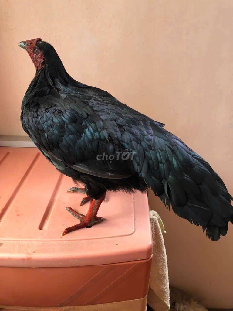 Gà Đen. Mua bán Gà tại Quận 1 Tp Hồ Chí Minh được đăng bởi Noname hình 1