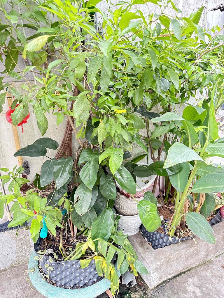 Cây cảnh Chuông vàng hoàng yến 1m5. Mua bán Cây cảnh, đồ trang trí tại Quận Bình Tân Tp Hồ Chí Minh được đăng bởi trang hình 1