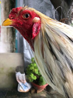 Bướm lông mã rơi hiện 2kg900 chạng 3kg00. Mua bán Gà tại Huyện Bình Chánh Tp Hồ Chí Minh được đăng bởi Cậu Bé Bán Gà 