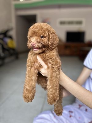 Tìm chủ mới Poodle. Mua bán Chó tại Quận Liên Chiểu Đà Nẵng được đăng bởi Bùi thị thu thanh