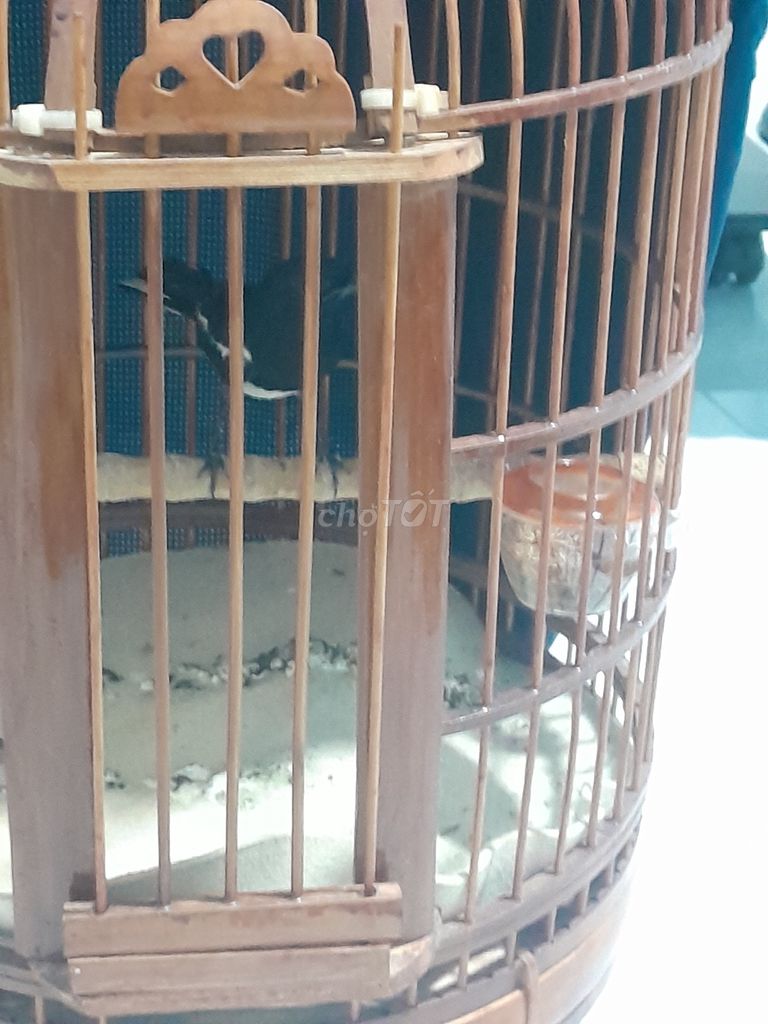 Chim than bổi 4 tháng thuần 50% hót lai rai. Mua bán Chim tại Quận Phú Nhuận Tp Hồ Chí Minh được đăng bởi Chicken lee hình 1