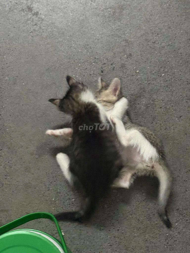 Mèo con Đa sắc. Mua bán Mèo tại Thành phố Thuận An Bình Dương được đăng bởi Nn Hiếu hình 1