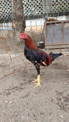 Gà tre bộ đội 4. Mua bán Gà tại Thành phố Thủ Dầu Một Bình Dương được đăng bởi Phương Lưu