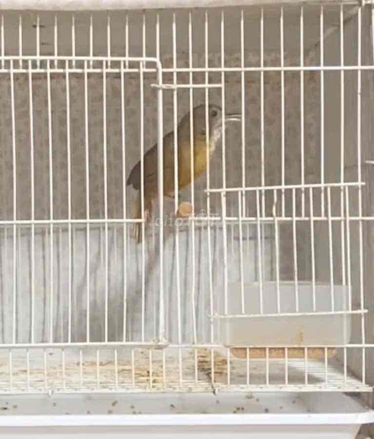 Tiểu mi vùng Lâm Hà giọng siêu hay. Mua bán Chim tại Thành phố Thủ Đức Tp Hồ Chí Minh được đăng bởi Chim Cảnh hình 1