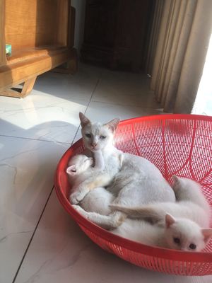 Tìm chủ cho các bé mèo xiêm lai ( flame point )