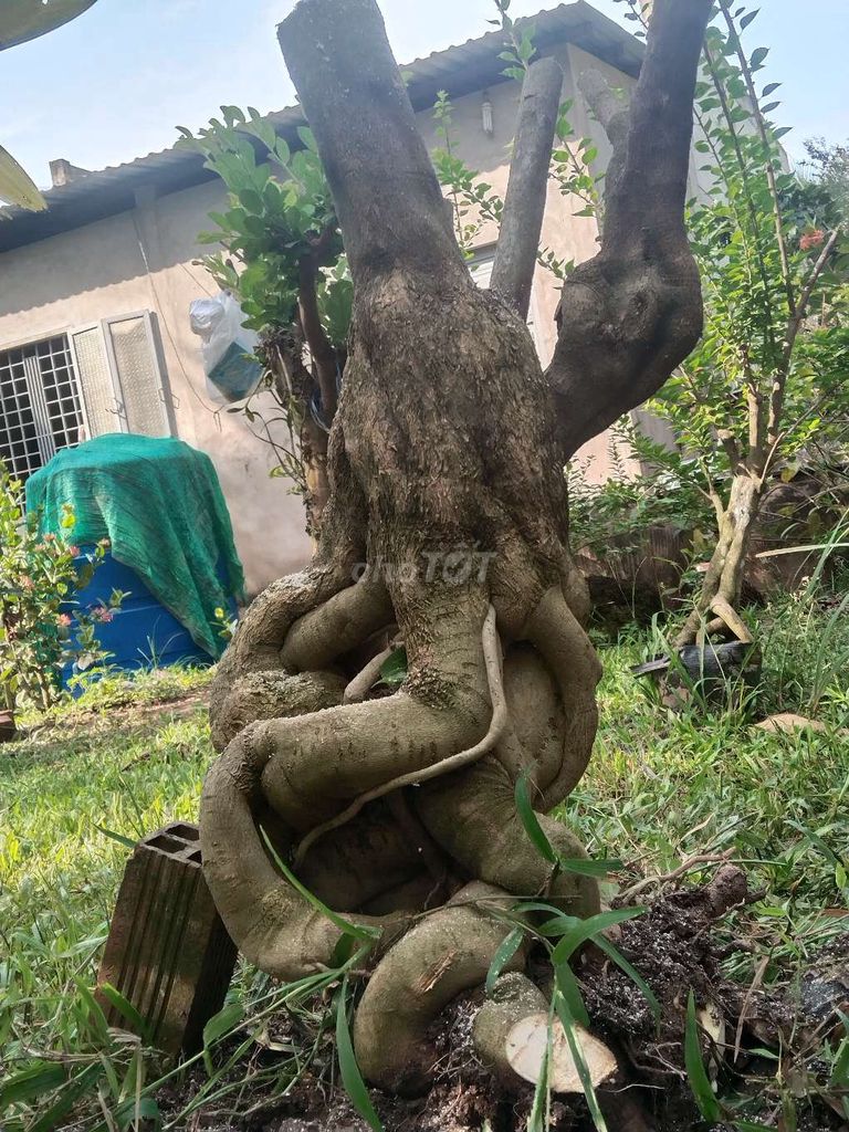 Cây cảnh Giấy Mỹ Phom lùn lực. Mua bán Cây cảnh, đồ trang trí tại Thành phố Bến Tre Bến Tre được đăng bởi Minh Hoàng hình 1