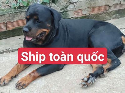 Bán Rottweiler Cái Khủng Long. Mua bán Chó tại Thành phố Thủ Dầu Một Bình Dương được đăng bởi Nhân Rottweiler 